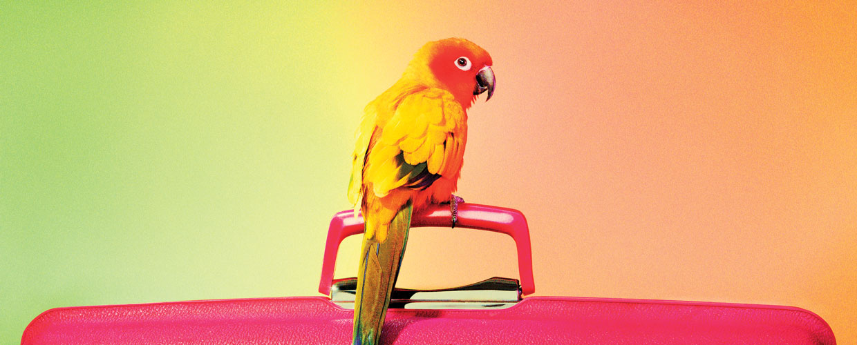 Parrot on pink suitcase